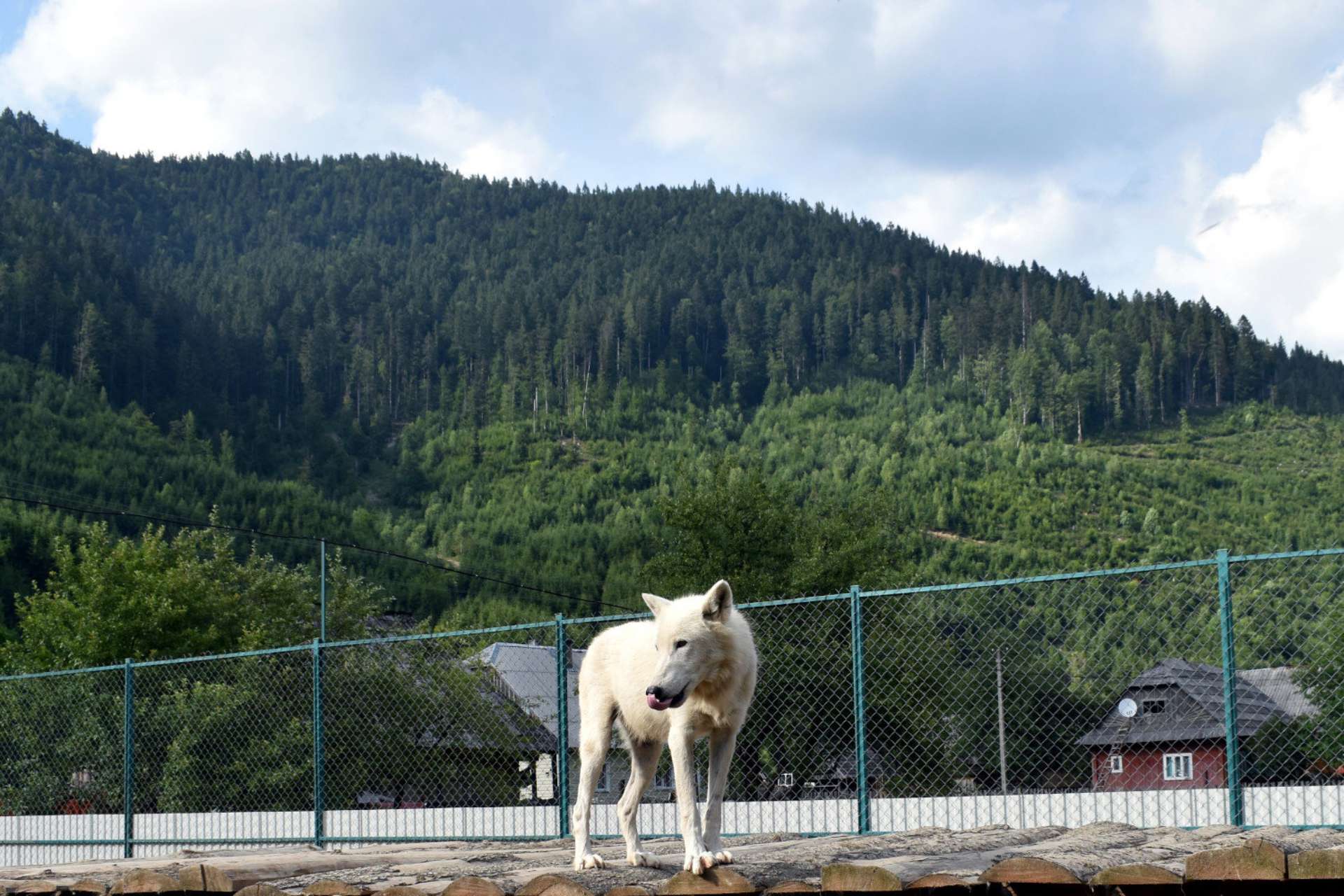 Приватний зоопарк – ЕкоПарк Долина Вовків
