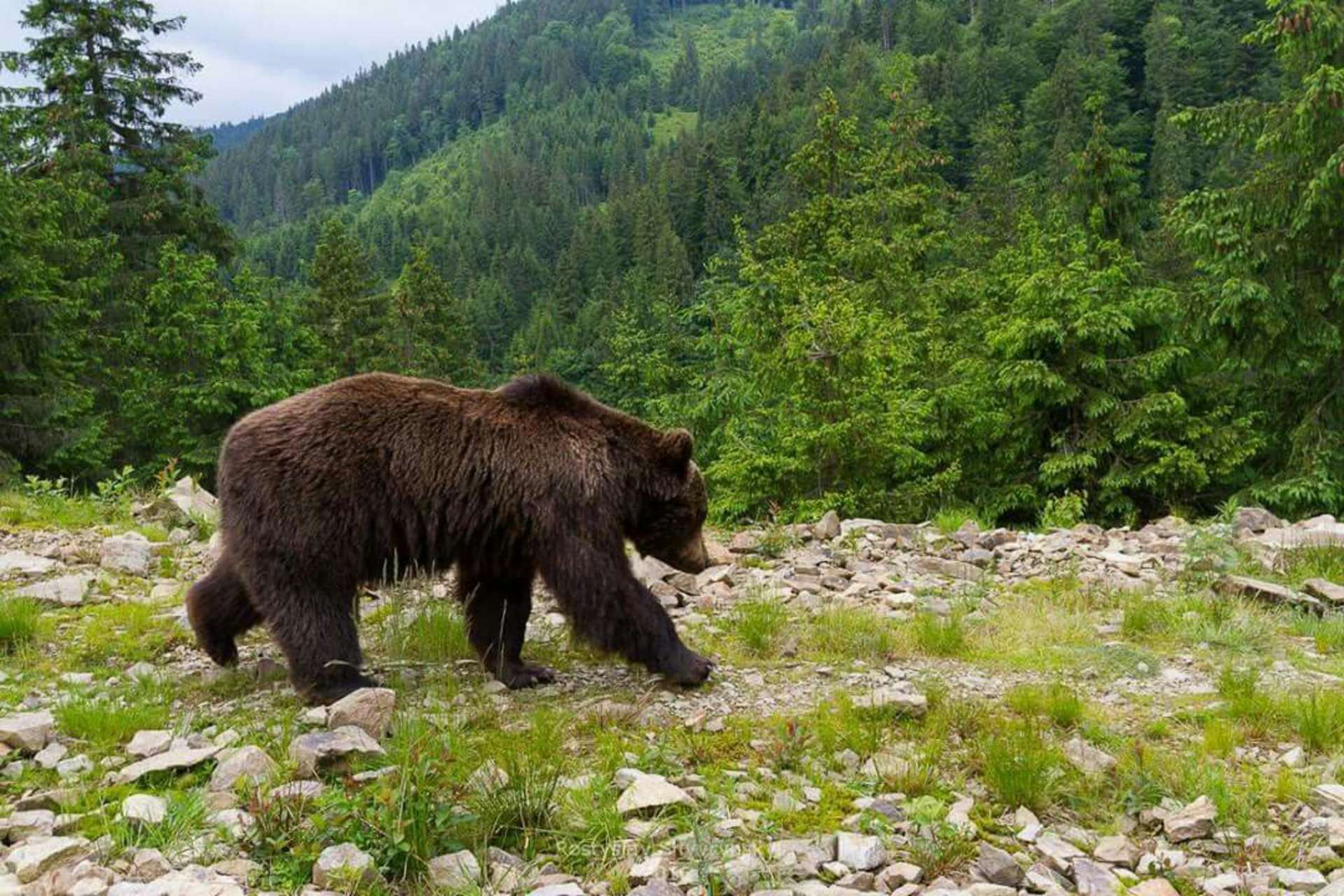 Ведмежий притулок